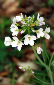 Wiesen-Schaumkraut (Cardamine pratensis)